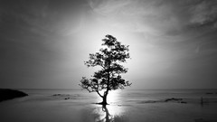 Trees black and white story