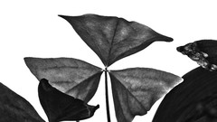 Trees black blue red moon white light flash Garden lighting 