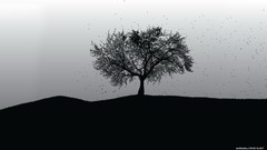 Trees black white grayscale