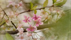 Trees blossoms