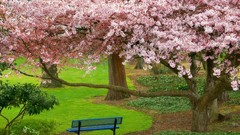 Trees blossoms bench Parks