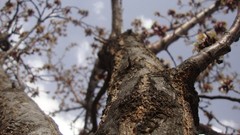 Trees blossoms skies