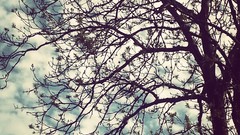 Trees blue clouds branches white shadows skies dramatic