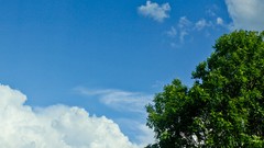 Trees blue clouds skyscapes