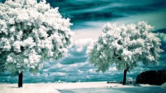 Trees blue ice skyscapes