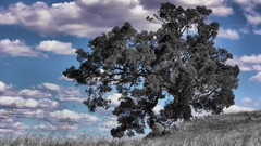 Trees blue selective coloring