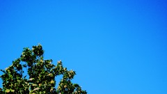Trees blue skies