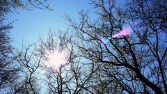 Trees blue wall morning forests