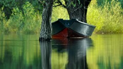 Trees Boats rivers