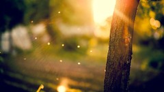 Trees bokeh sunlight blurred background