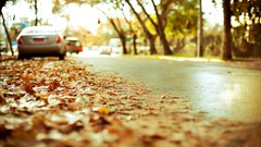 Trees bokeh vehicles fallen leaves hardscapes