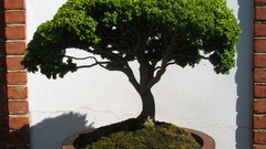 Trees Bonsai