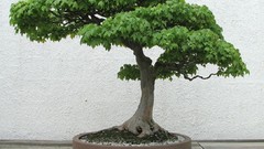 Trees Bonsai