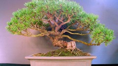 Trees Bonsai