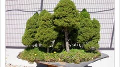 Trees Bonsai