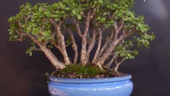Trees Bonsai