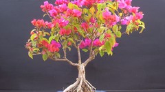 Trees Bonsai