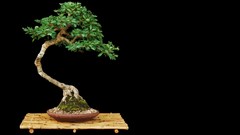 Trees Bonsai black background
