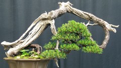 Trees Bonsai Japan