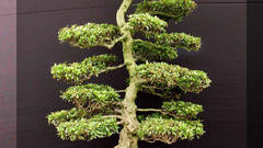 Trees Bonsai nature