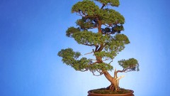 Trees Bonsai old Chinese