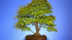 Trees Bonsai old Japanese