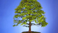 Trees Bonsai old Japanese Simple Background