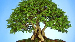 Trees Bonsai old Korean