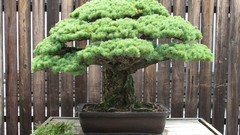 Trees Bonsai Plants Japanese pine trees
