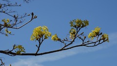 Trees branch scenery medzio