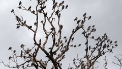 Trees branches Birds Pigeons