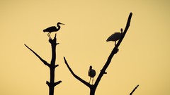 Trees branches Birds silhouettes