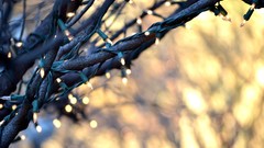 Trees branches bokeh Christmas Lights blurred background