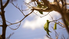 Trees branches depth of field
