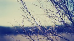 Trees branches flora