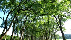 Trees branches Green roads