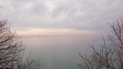 Trees branches lakes mist