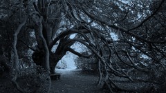 Trees branches monochrome forests