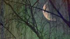 Trees branches moon
