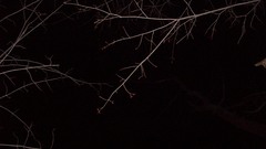 Trees branches nature