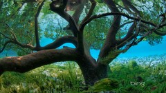 Trees branches Plants Seychelles underwater bing