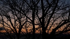 Trees branches silhouettes