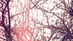 Trees branches sunlight