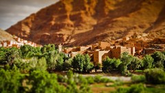 Trees brown cityscapes