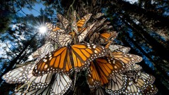 Trees Butterflies insects national geographic