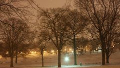 Trees by negseven nature