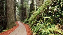 Trees California Ferns Parks national park