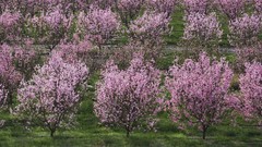 Trees California peaches bloom orchards fruit trees Lancaster
