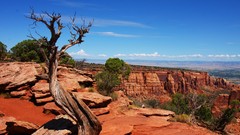 Trees canyon deserts