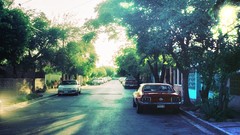 Trees cars sunlight streets